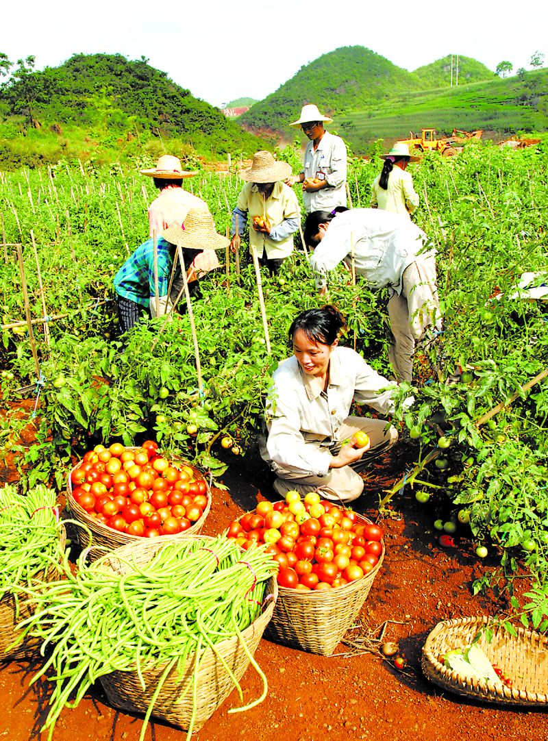 當?shù)剞r(nóng)民在中鋁廣西分公司復墾后的土地上喜摘豐收的果實。