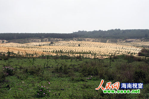 文昌開采鈦礦已經(jīng)有多年，目前中國每年鈦材年需求量在二點五至三萬噸，而國內(nèi)年鈦產(chǎn)量只有一千五百至兩千噸，市場缺口巨大。在國內(nèi)市場上，一噸鈦金屬粉的價格是六十萬元人民幣，國際市場更高達每噸八十萬美元。正是因為鈦礦的極大利潤，才讓很多人對挖采鈦礦趨之若鶩。