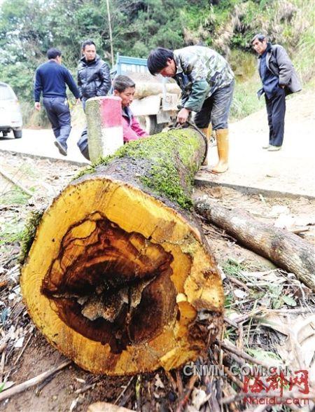 被砍的樹木被村民追回。